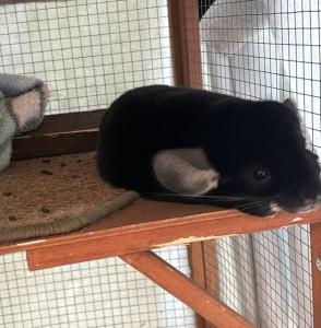 2 Chinchilla Weibchen