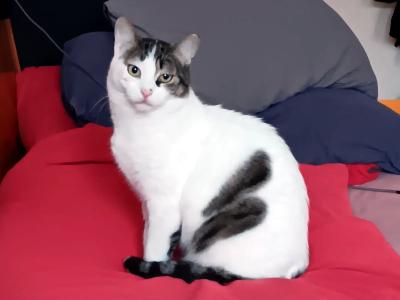 KARDOULIS - fröhlicher Kater (FIV/FeLV +) sucht Sonnenplatz