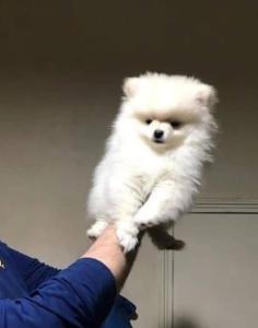 Schöne Pomeranian Welpen