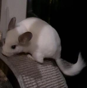 Suche zuhause für chinchilla