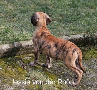 Welpen aus der Verpaarung Darisha von der Rhön und Beautiful Bob in Flagranti