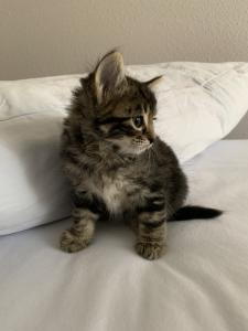 XXL reinrassige Maine coon Kitten , Eltern mit Stammbaum