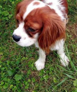 Cavalier King Charles Rüde, blenheim