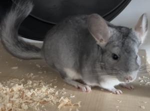 Chinchilla- Saphir