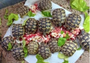 Maurische Landschildkröten aus 2024