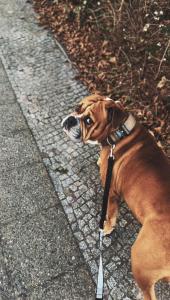 OEB - Old English Buldogge Buddy sucht seinen kräftigen Partner