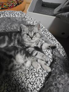 BKH Kitten, silber Tabby, Whiskas