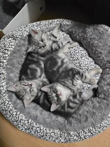 BKH Kitten, silber Tabby, Whiskas