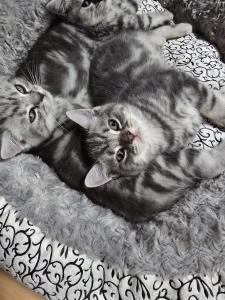 BKH Kitten, silber Tabby, Whiskas