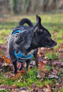 Junger Chihuahua Rüde in erfahrene Hände abzugeben