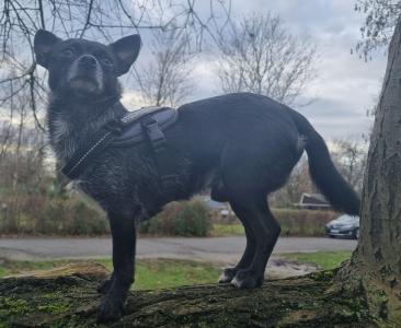 Junger Chihuahua Rüde in erfahrene Hände abzugeben