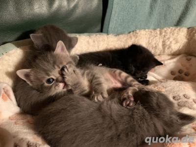 Perser BKH mix Kitten in liebende Hände abzugeben