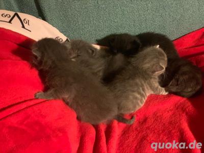 Perser BKH mix Kitten in liebende Hände abzugeben