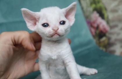 Süße Devon Rex Kätzchen