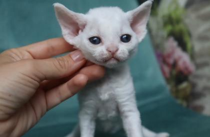 Süße Devon Rex Kätzchen