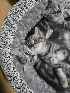 BKH Kitten, silber Tabby, Whiskas