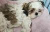 Shih tzu welpe